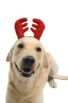 Dog in costume Stock Photos