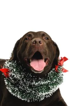 Dog in costume Stock Photos
