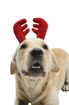 Dog in costume Stock Photos