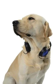 Dog in costume Foto stock