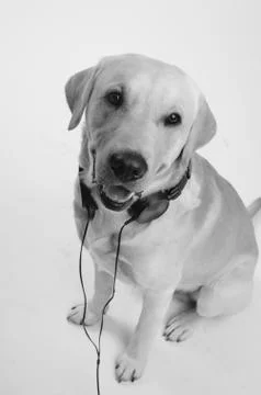 Dog in costume Stock Photos