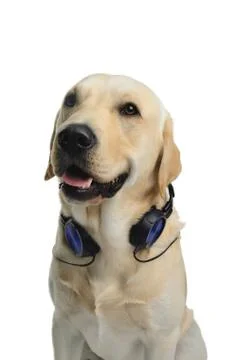 Dog in costume Stock Photos