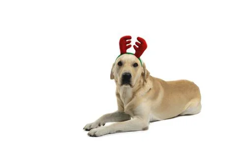 Dog in costume Foto stock