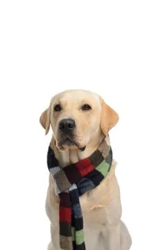Dog in costume Stock Photos