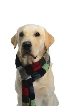 Dog in costume Stock Photos
