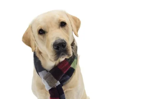 Dog in costume Stock Photos