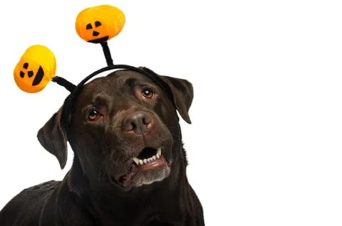 Dog in costume Foto stock