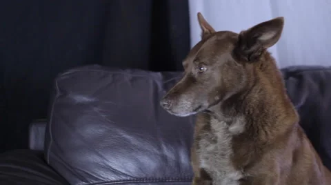 Dog on couch 2 Vidéo 51548336