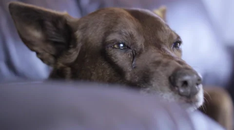 Dog on couch 3 Vidéo 51556485