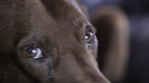 Dog on couch 5 Vidéo 51545988