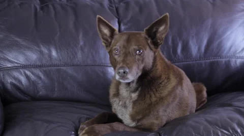 Dog on couch Vidéo 51558493