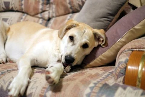 Dog on couch Stock Photos