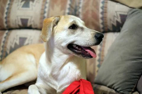 Dog on couch side view Stock Photos