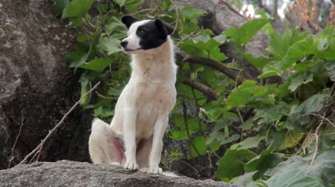 Dog in the countryside Vídeo Stock 59123931