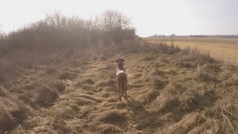 The dog in the countryside forest is chasing Stock Footage 101311141