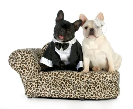 Dog couple Stock Photos