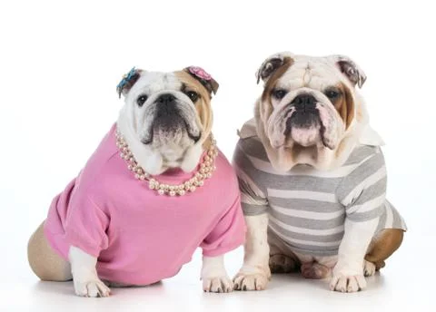 Dog couple Stock Photos