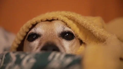 Dog covered with a blanket falling asleep Stock Footage 276484184