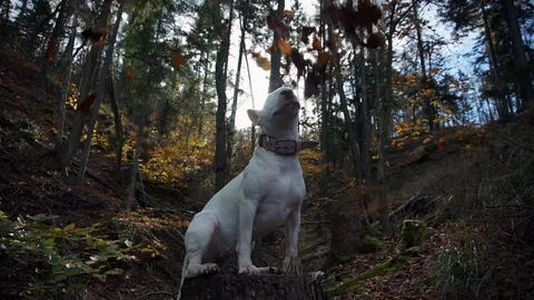 Dog covered in leaves Stock Footage 90843518