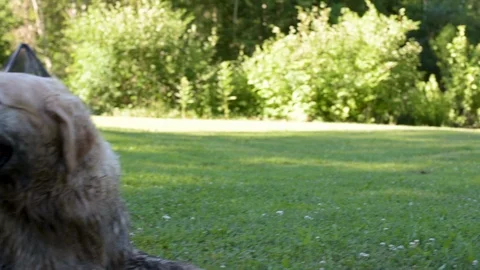 Dog covered in mud. 库存影片 105117028