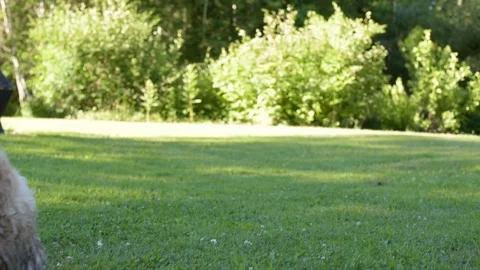 Dog covered in mud. 库存影片 105120213