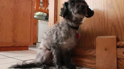 Dog cowers by wall Stock Footage 44021778