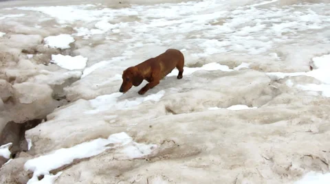 Dog on a cracked ice Video stock 36524032