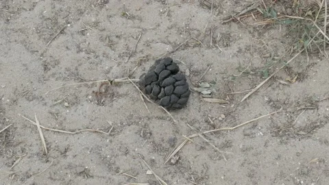 Dog Crap On The Ground Stock Footage 108306244