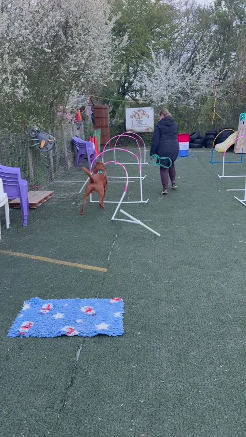 Dog Crashes Through Agility Course, Towcester, UK - 02 Apr 2026 Stock Footage 332363443