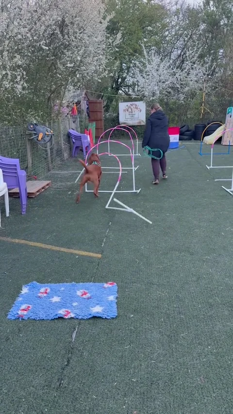 Dog Crashes Through Agility Course, Towcester, UK - 02 Apr 2026 Stock Footage 332363444