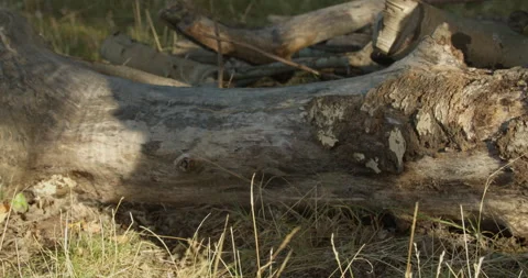 Dog creating a shadow over a log in the park 스톡 동영상 150374744