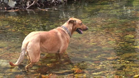 Dog in the creek Stock Footage 4273725