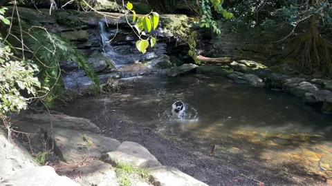 Dog in the creek Stock Footage 275253363