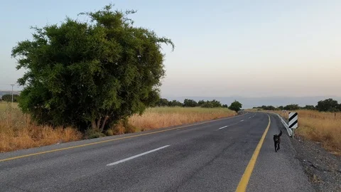 Dog cross the road dangerously Stock Footage 112319072