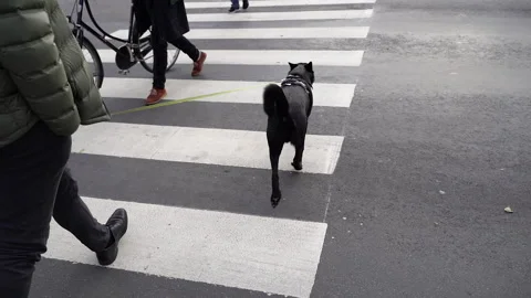 The dog crosses the road according to the rules of the road. Stock Footage 236345883