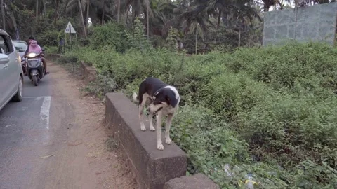 A dog crossing the road. Stock Footage 295922531