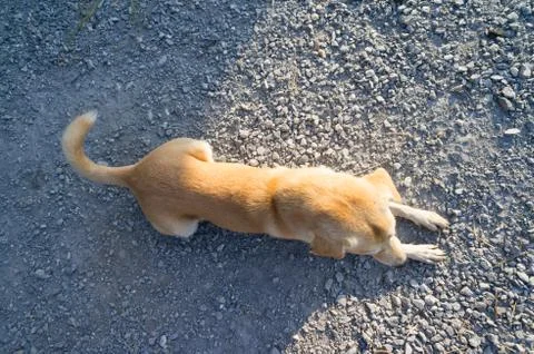 Dog crouch Stock Photos