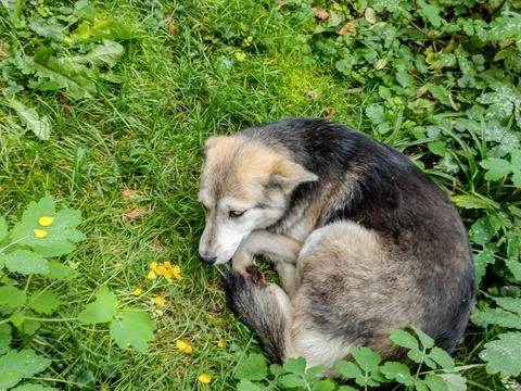 A dog is crouching in the grass Stockfoto's