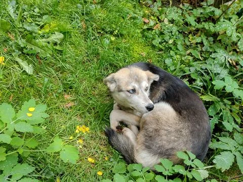 A dog is crouching in the grass Фото