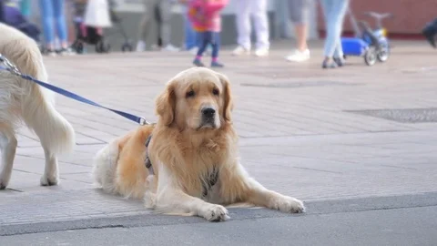 Dog on a crowded street Stock Footage 79391606