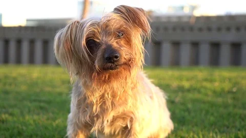 Dog with curiosity expression raising his ears, comes walking forward, in slow Video stock 74922248