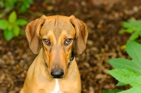 Dog Curious Stock Photos