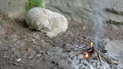 Dog curling up next to fire tracking Stock Footage 38060063