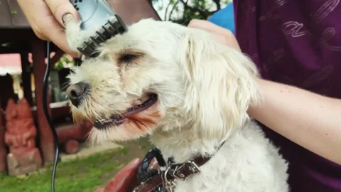 The dog is cut by the owner. Video stock 132661336