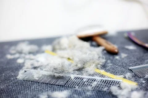 Dog is cut on table. Stock Photos