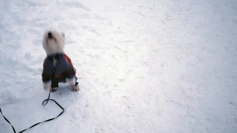 Dog cute jumping on the snow Stock Footage 94584344