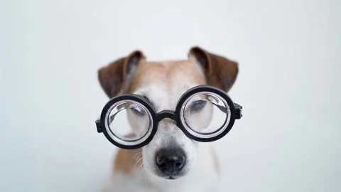 Dog cute looking face Vídeo Stock 132425000