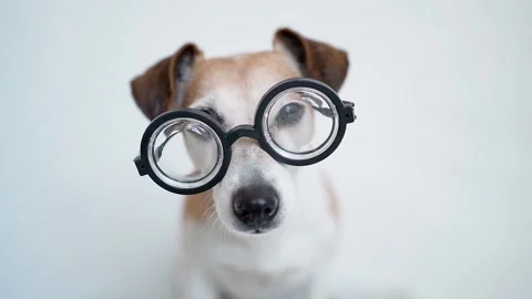 Dog cute looking face2 Vídeo Stock 132424990