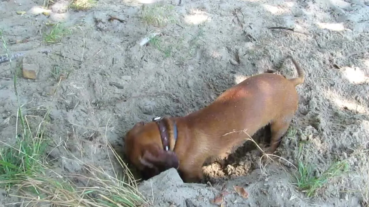 Dachshunds digging hot sale