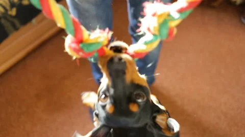 Dog Dachshund keeps his teeth toy, it hangs on the toy. Top view, real time, nat Stock Footage 86708201
